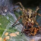 Trichterspinne mit Beute