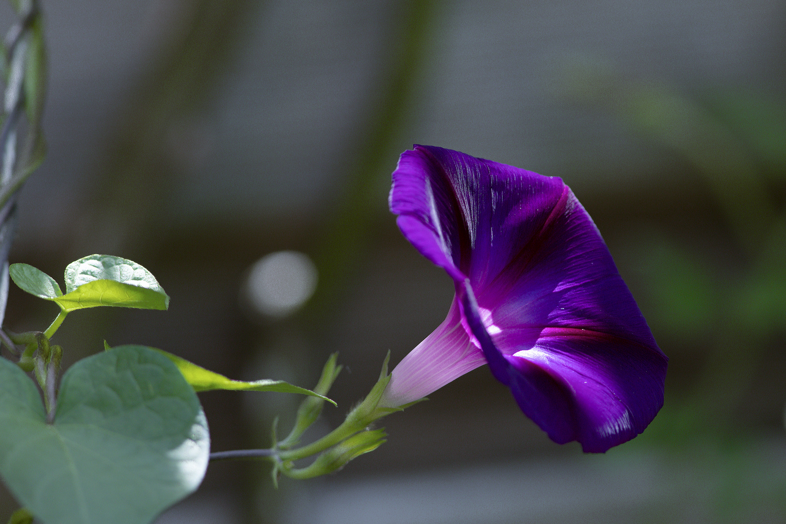 Trichterwinde im Licht