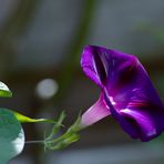 Trichterwinde im Licht