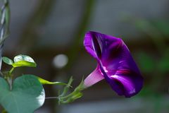 Trichterwinde im Licht