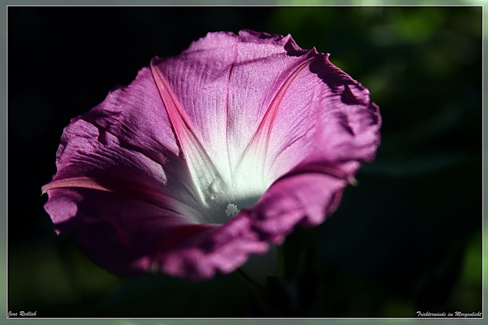 Trichterwinde im Morgenlicht