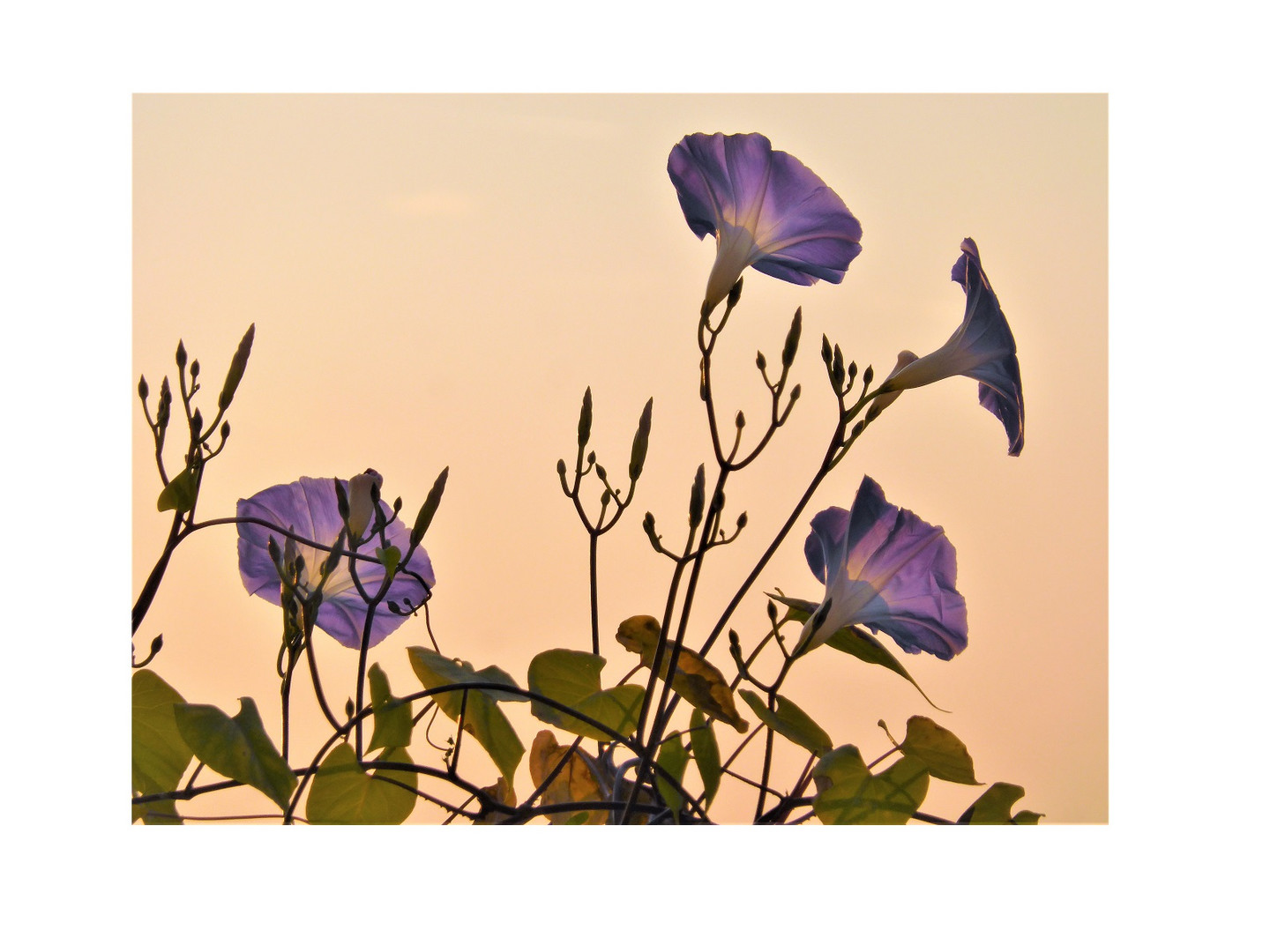 Trichterwinde im Morgenrot