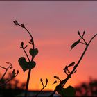 Trichterwinde im Morgenrot