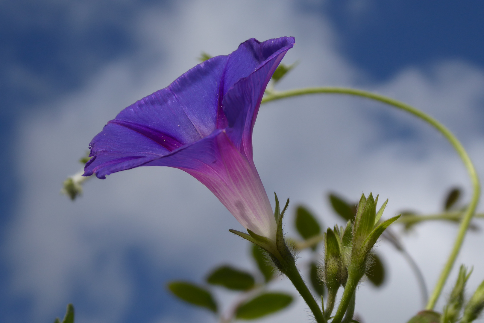 Trichterwinde in blau