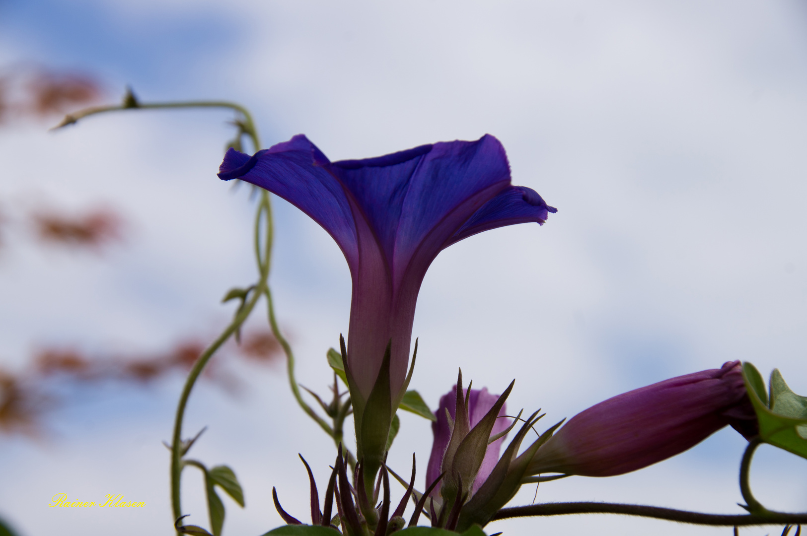 Trichterwinde (Ipomoea purpurea)