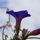 Trichterwinde (Ipomoea purpurea)