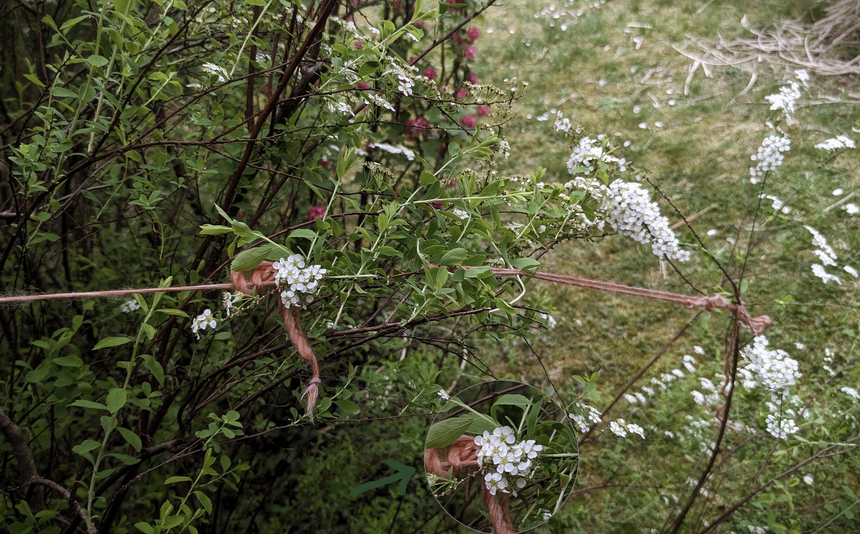 TRICK17: Wie fotografiere ich bei Wind und Regen leichte Blüten?