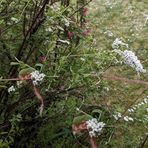 TRICK17: Wie fotografiere ich bei Wind und Regen leichte Blüten?