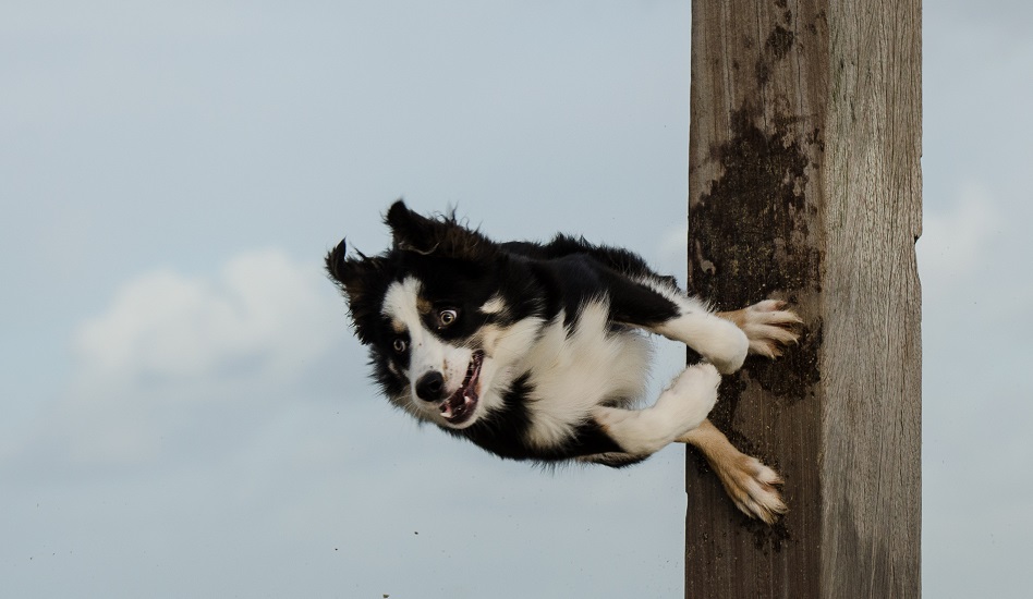 Trickdogging mit Border Collie
