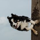 Trickdogging mit Border Collie