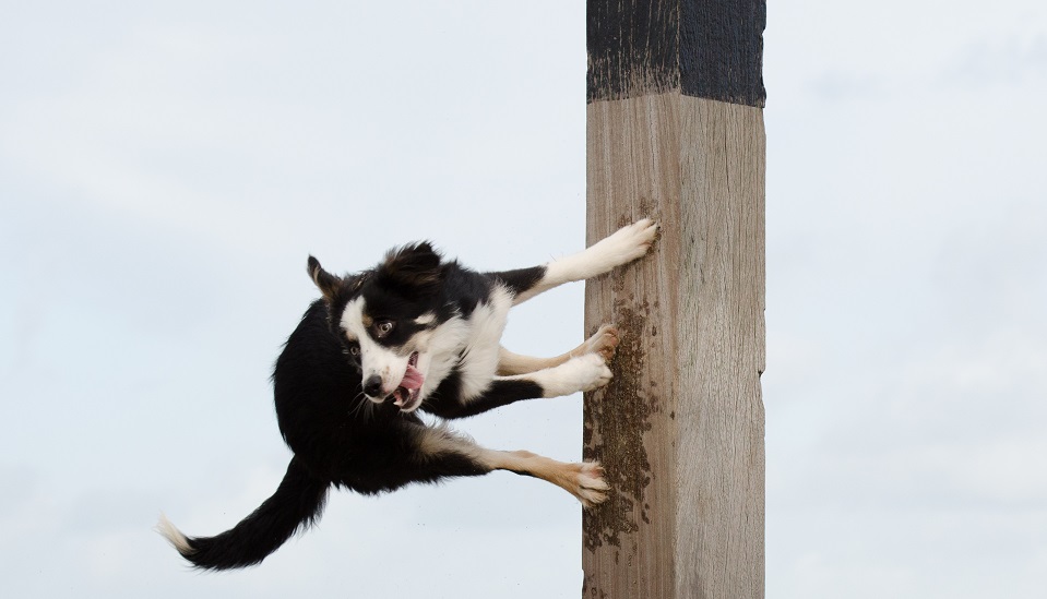 Trickdogging mit Border Collie Bate