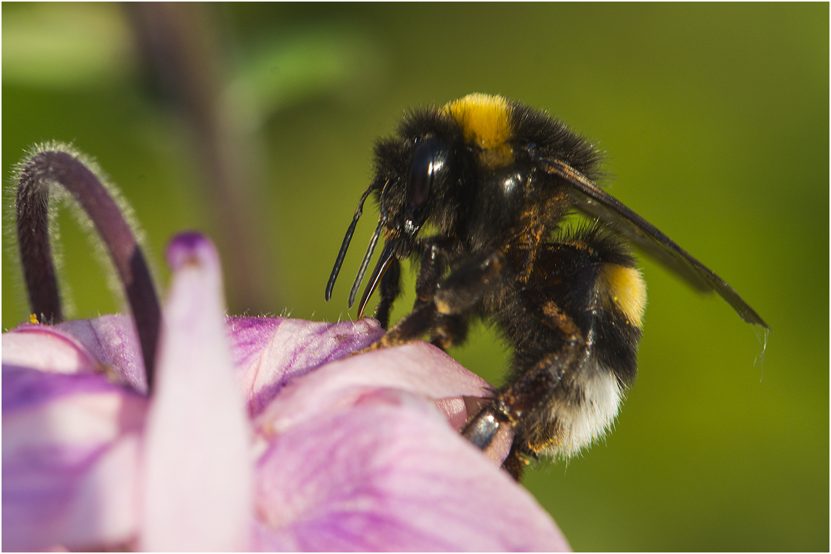 Trickreich kommt die Hummel . . .