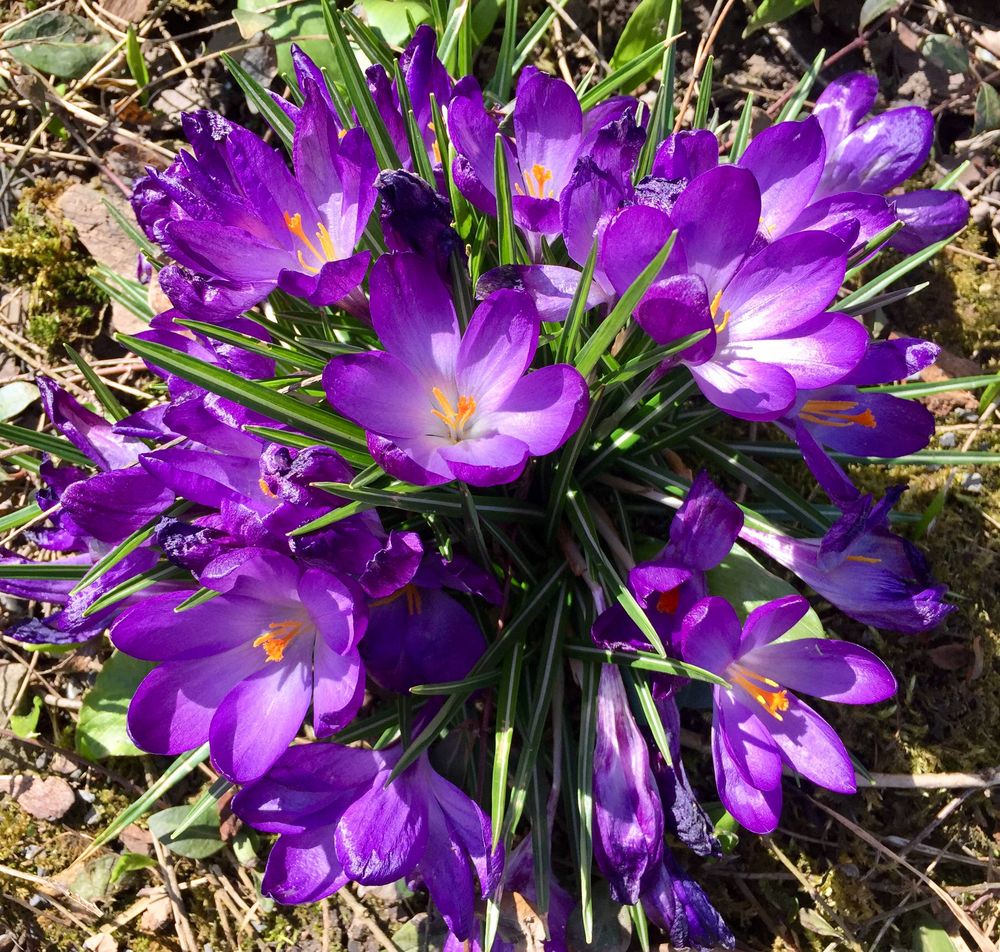 Tricolor Foto & Bild natur, pflanzen, pilze & flechten