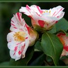 "Tricolor Florentine"  -  Camellia japonica