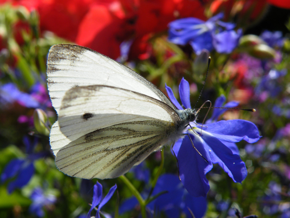 Tricolore