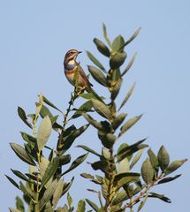 Tricolore auf Lorbeer