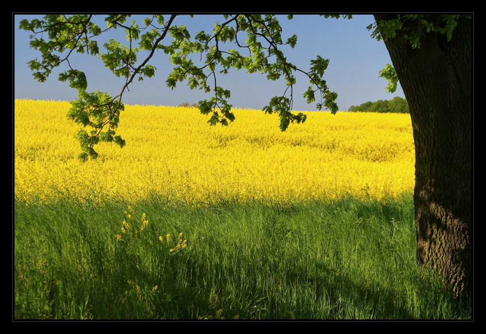 tricolore