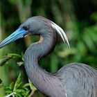 Tricolored Heron