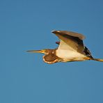 Tricolored Heron