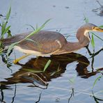 Tricolored Heron, auch Louisiana Heron (Egretta tricolor, früher Hydranassa tricolor) auf Jagd