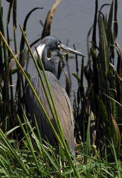 Tricolored Heron