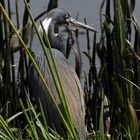 Tricolored Heron