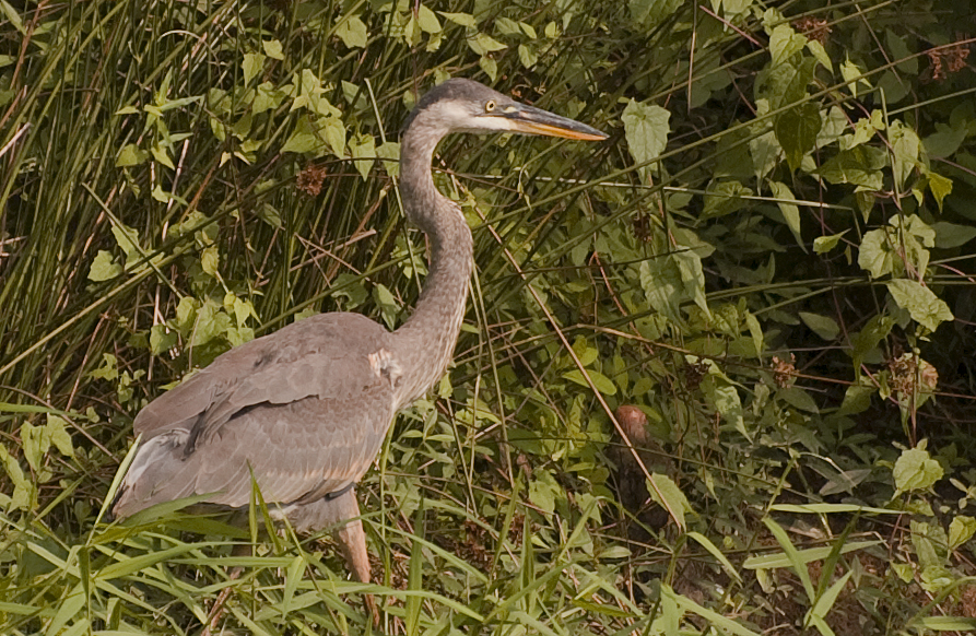 Tricolored Heron (Egretta tricolor)