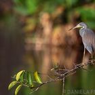 Tricolored Heron