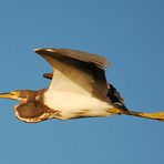 Tricolored Heron  in der Abendsonne