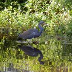 Tricoloured heron