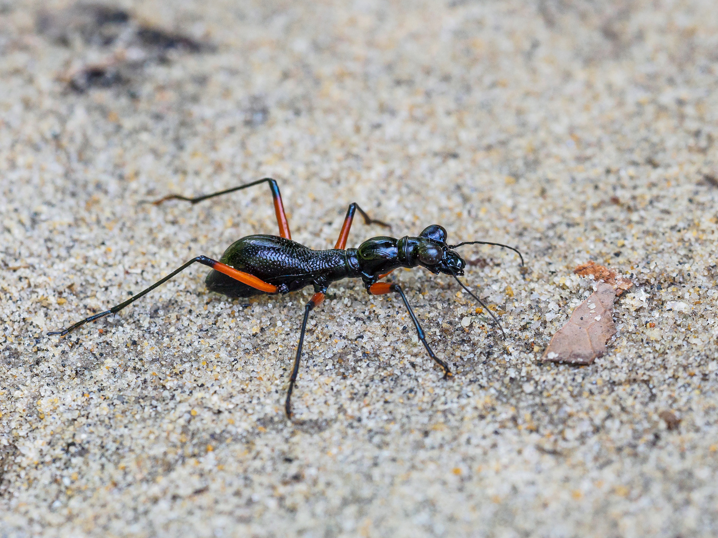 Tricondyla annulicornis