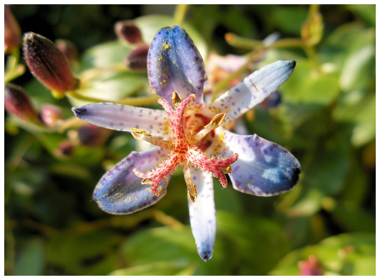 Tricyrtis