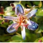 Tricyrtis