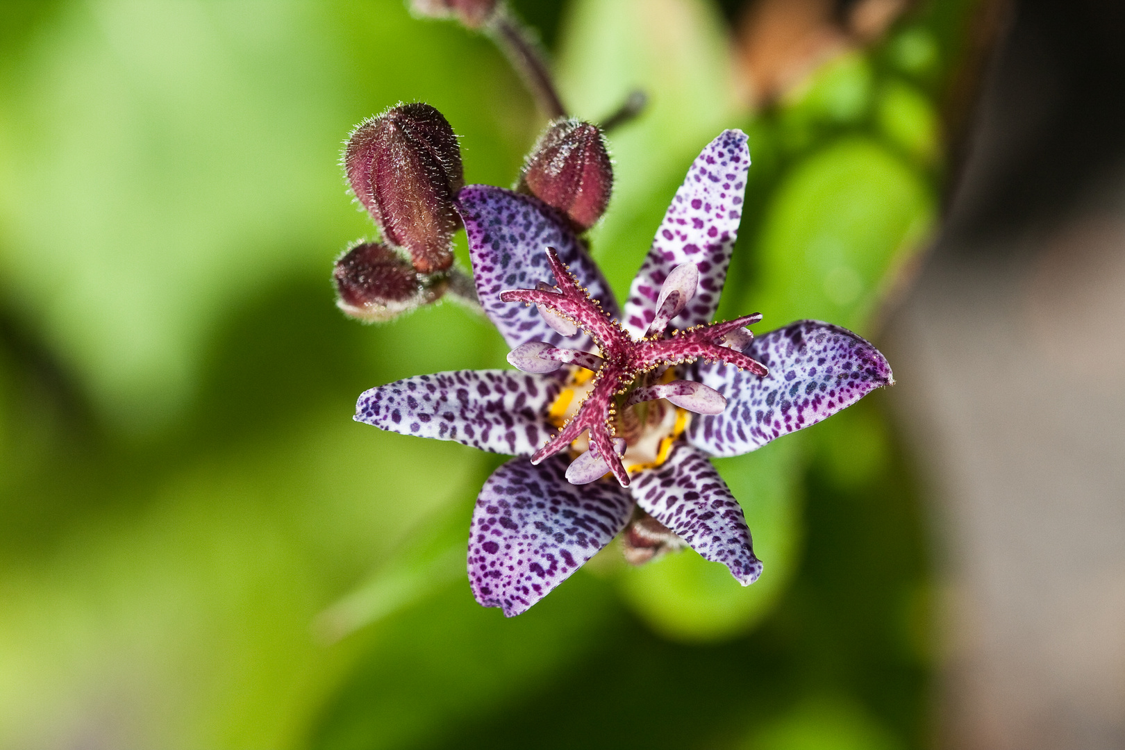 Tricyrtis