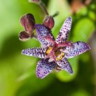 Tricyrtis