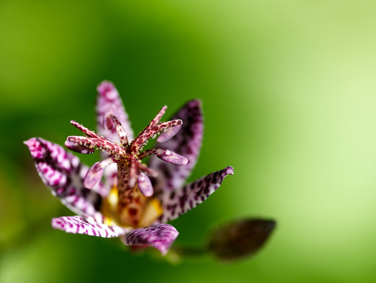 Tricyrtis formosana 'Dark Beauty' - Krötenlilie