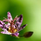 Tricyrtis formosana 'Dark Beauty' - Krötenlilie