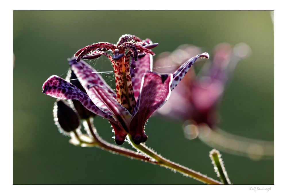 Tricyrtis hirta