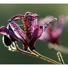 Tricyrtis hirta