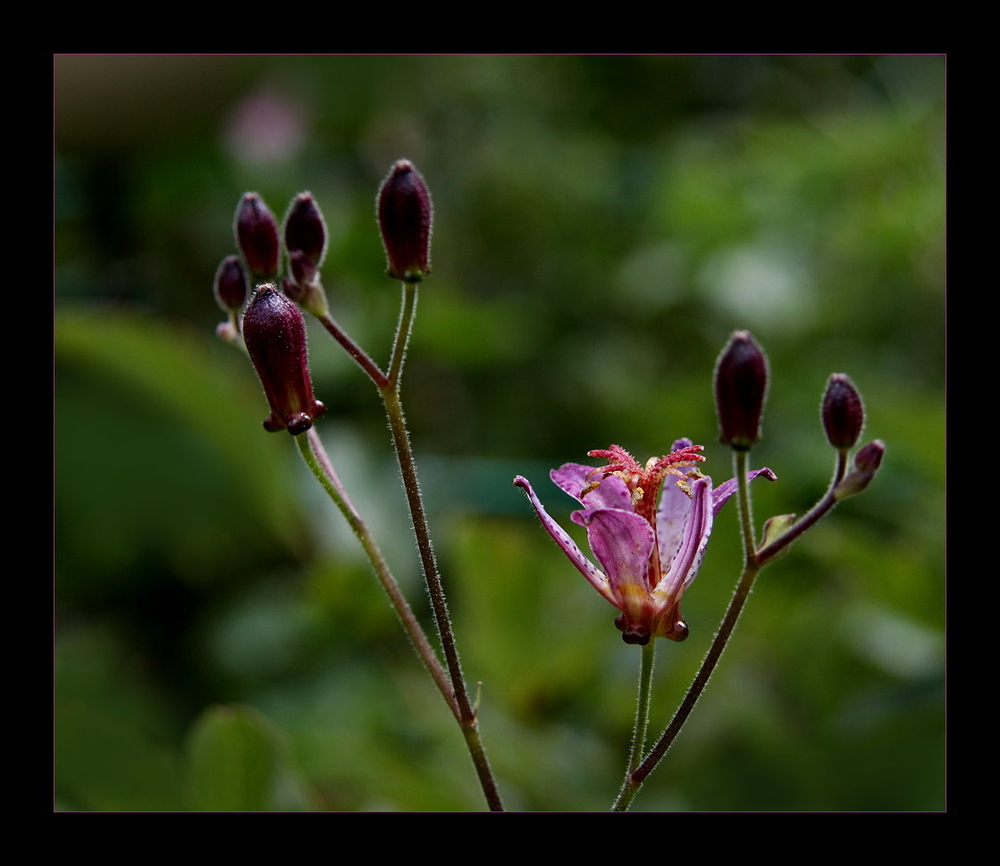 Tricyrtis hirta