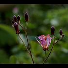 Tricyrtis hirta