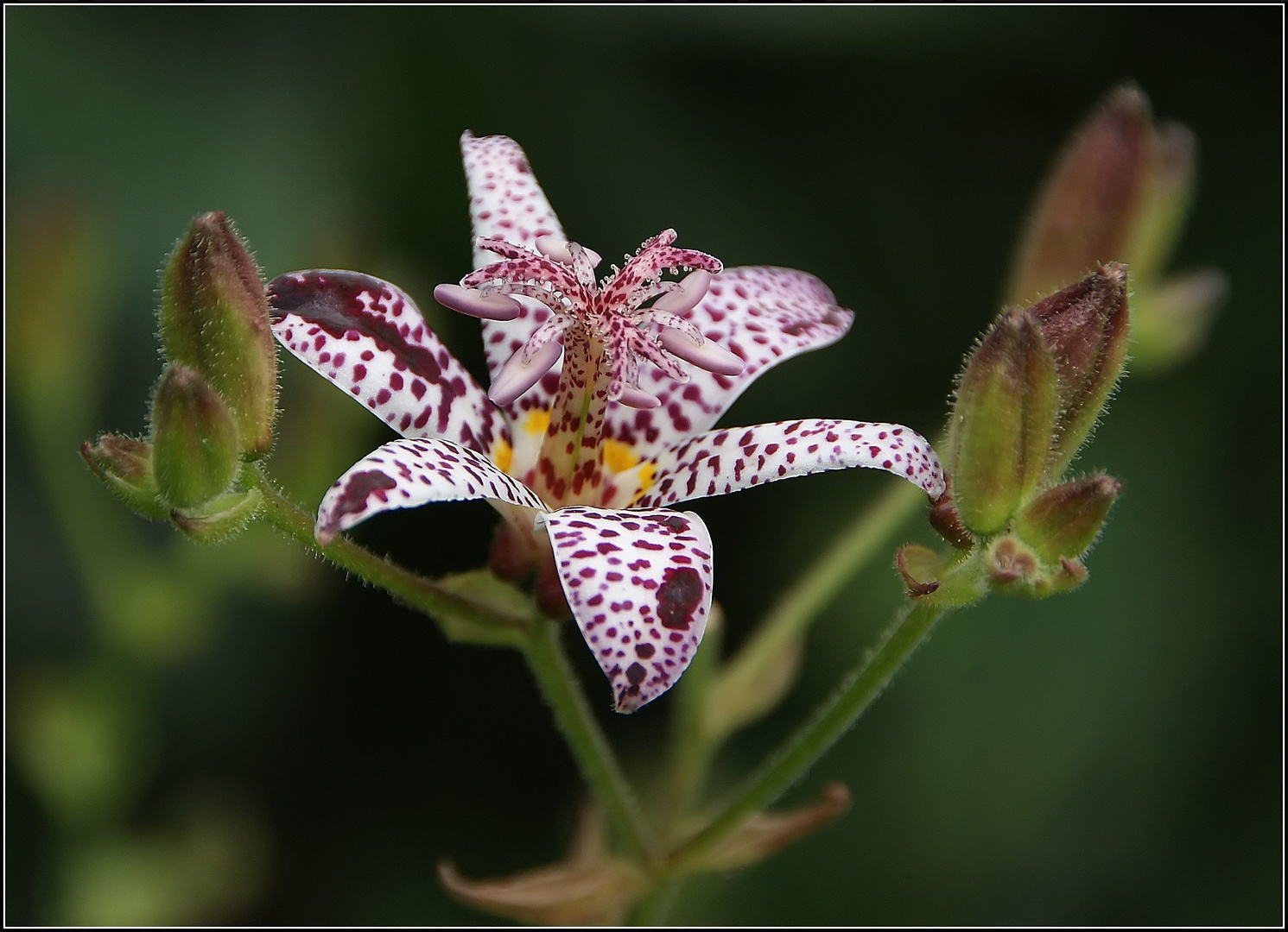 Tricyrtis hirta....was für ein Name....:)))