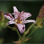 Tricyrtis hirta....was für ein Name....:)))