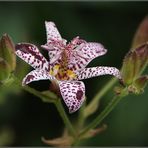 Tricyrtis hirta....was für ein Name....:)))