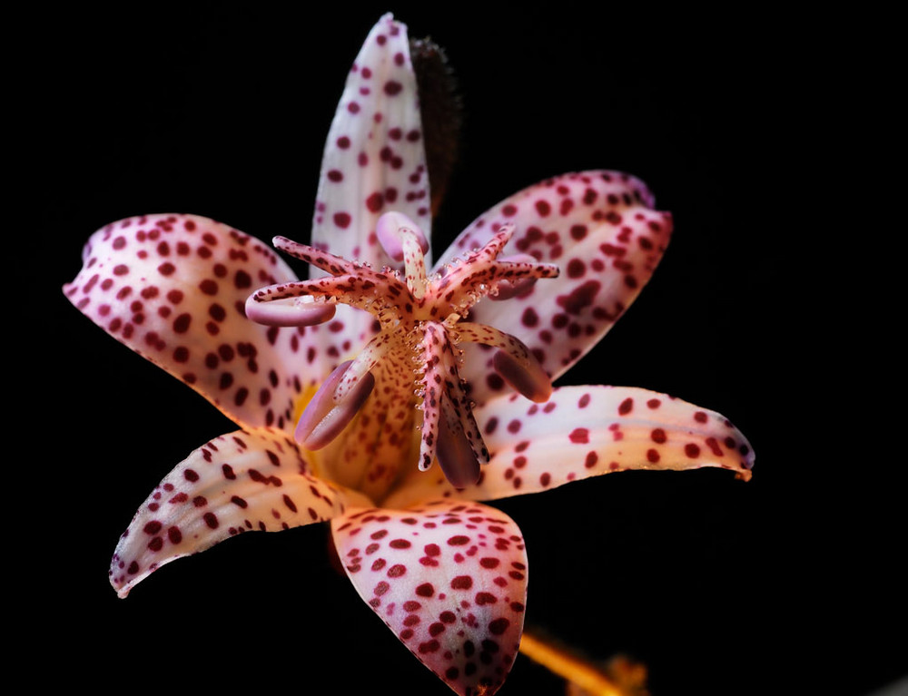 Tricyrtis Krötenlilie