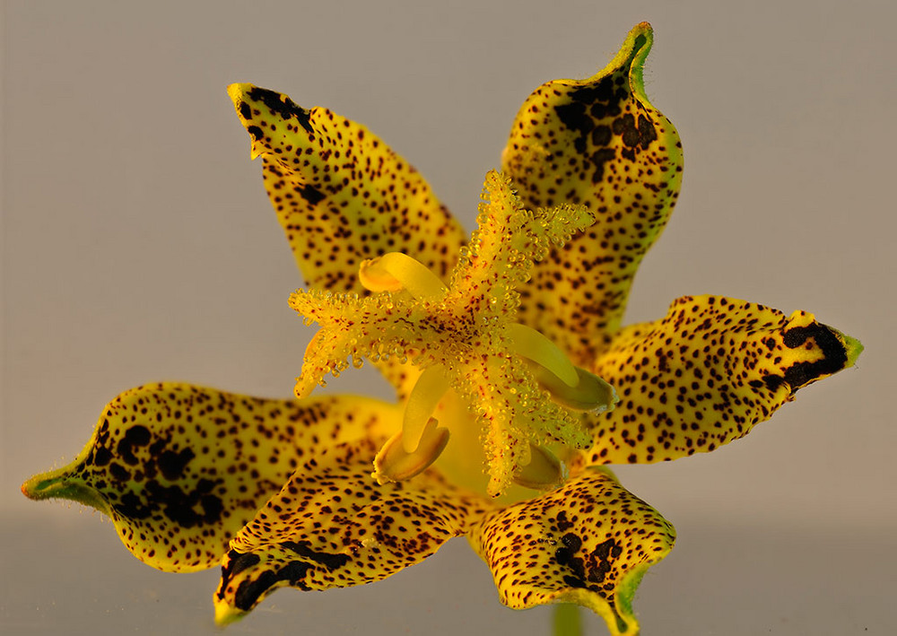 Tricyrtis Krötenlilie in leuchtendem goldgelb