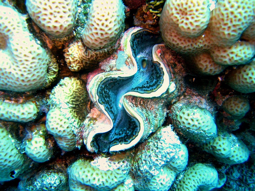 TRIDACNA MAXIMA