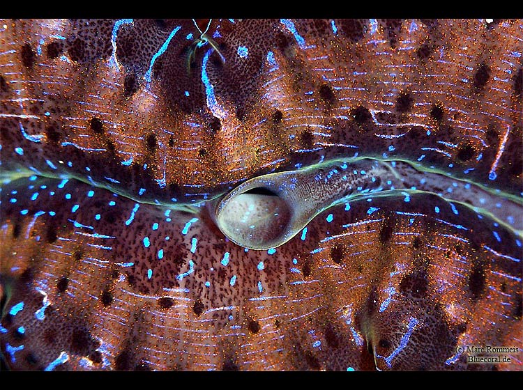 Tridacna maxima (Mördermuschel)