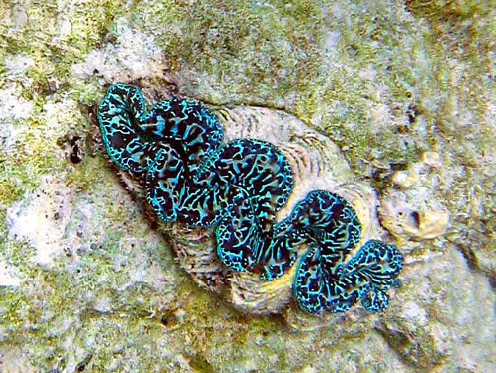 Tridacnidae