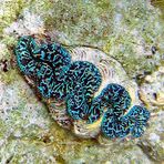 Tridacnidae